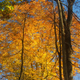 Illustration for article titled Fall photo dump